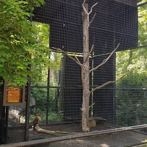 Bear Mountain - Red tailed hawk