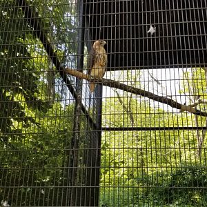 Bear Mountain - Red tailed hawk