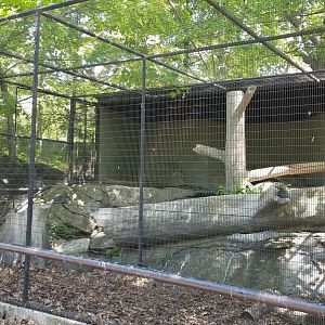 Bear Mountain - Bald eagle