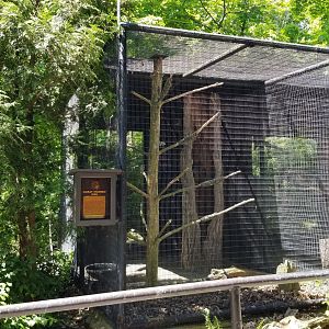 Bear Mountain - Great horned owl