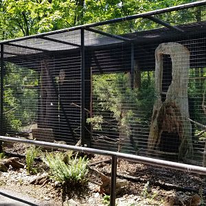 Bear Mountain - Barred owls