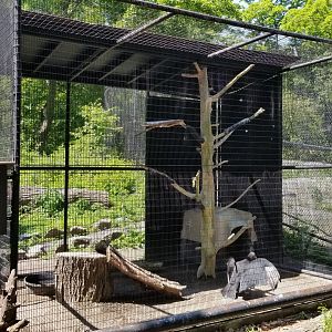 Bear Mountain - Vultures