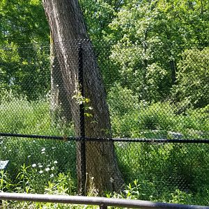 Bear Mountain - Wild turkeys