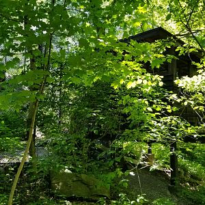 Bear Mountain - Wild turkey house