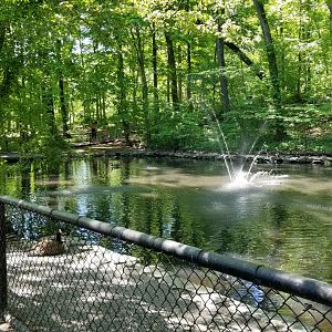 Bear Mountain - Waterfowl pond
