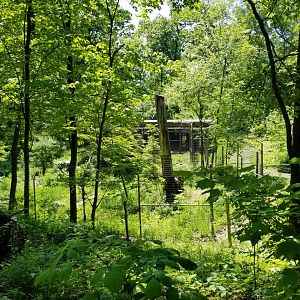 Bear Mountain - Coyotes