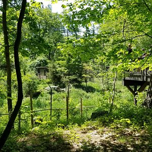 Bear Mountain - Coyotes