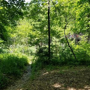 Bear Mountain - Coyotes