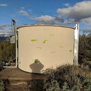 Illustrations of Desert pupfish (Cyprinodon macularius) on a water tank