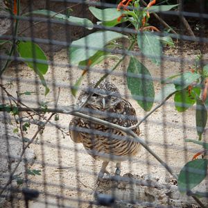 Burrowing Owl at the North Carolina Zoo