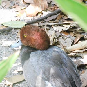 Red head duck