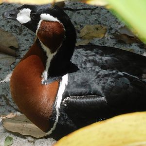 Red breasted goose