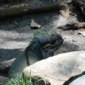 Rhino iguana