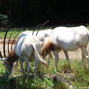 Scimitar horned oryx