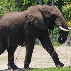 African elephant