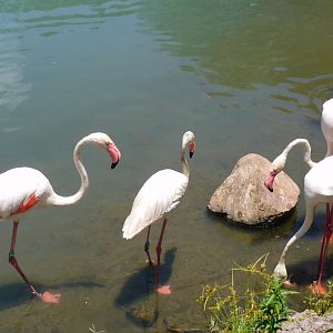 Greater flamingo