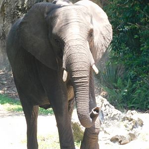 African elephant