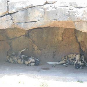 African wild dogs