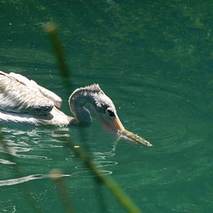 Pink backed pelican
