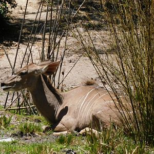 Greater kudu