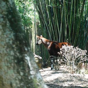 Okapi
