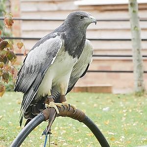 Paul & Lynsey's Zoo Tour #116 International Centre for Birds of Prey (ICBP) - YouTube