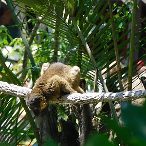 Collard lemur