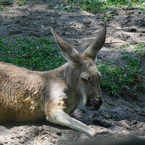 Red kangaroo