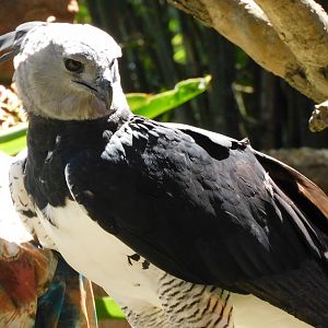 Harpy eagle