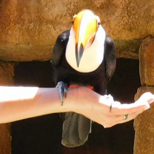 Toco toucan