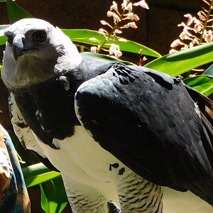 Harpy eagle