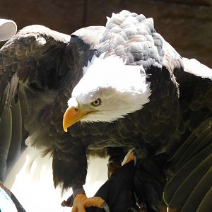 Bald eagle