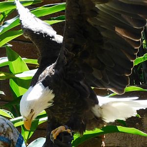 Bald eagle