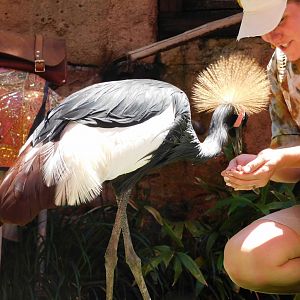 Crowned crane