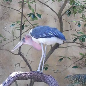 marabou stork