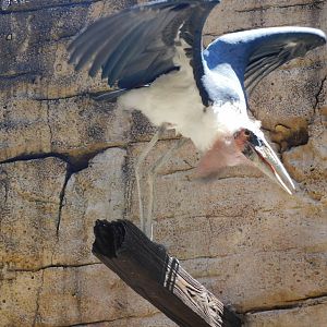 marabou stork