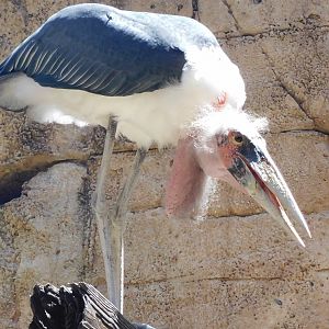 marabou stork