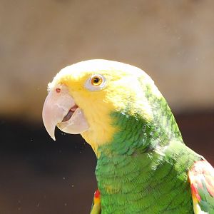 yellow headed Amazon parrot