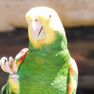 yellow headed Amazon parrot