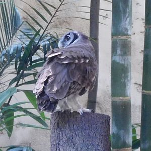 Milky eagle owl
