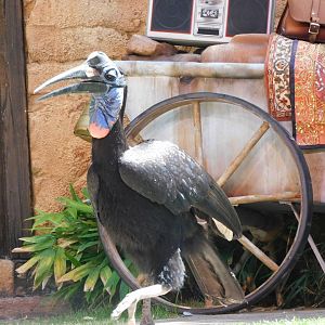 Ground hornbill