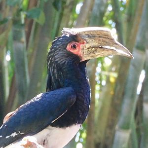 Trumpeter hornbill
