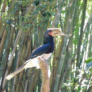 Trumpeter hornbill
