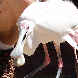 African spoonbill