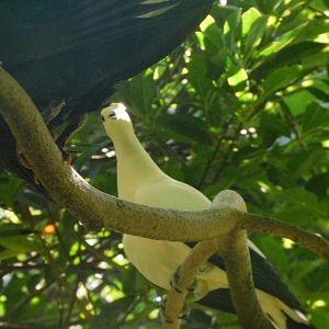 pied imperial pigeon