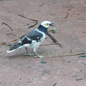 Black collard starling