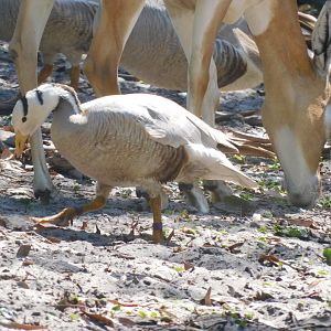 bar headed goose