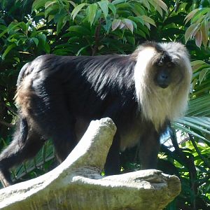 lion tailed macaque