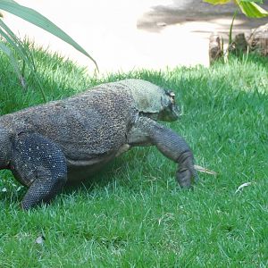 Komodo dragon