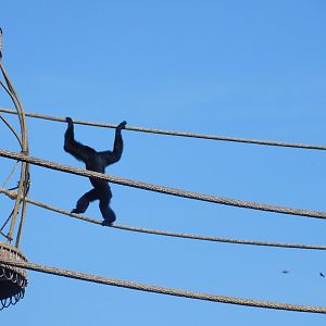 Siamang